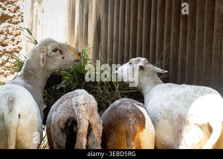 Group of white sheep eating fresh hay in a rustic barn at Barranquilla Zoo, Colombia, showing animal care, rural livestock and traditional farm life. Stock Photo