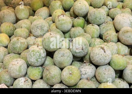 Pile of fresh winter melon ash gourds harvested for market Stock Photo