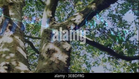 Showing mature trunk and branches in canopy, casting dappled light with turquoise overlay Stock Photo