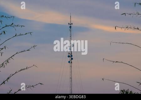 A telecommunication tower rises vertically against a soft, pastel-colored evening sky, surrounded by subtle silhouettes of bamboo leaves. Stock Photo
