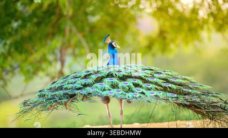 A peacock lowering its tail feathers after the courtship dance, view from behind Stock Photo