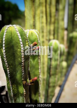 Close-up of tall columnar cacti with developing buds growing in a desert botanical garden in bright sunlight. Stock Photo