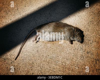 A dead rat lying on the concrete ground in bright sunlight with a sharp shadow casting across the scene Stock Photo