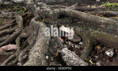 Large exposed tree roots on forest floor with green grass Stock Photo
