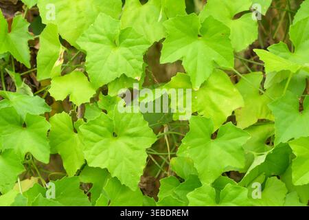 Creeping Cucumber leaves growing on its vine Stock Photo