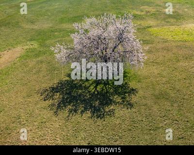 Aerial view of a lone blossoming tree with white flowers casting a long shadow on a green grassy field in spring Lubietova, Banska Bystrica Region, Sl Stock Photo