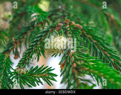 Green needles and young cones growing on a conifer branch in a vibrant spring forest Stock Photo