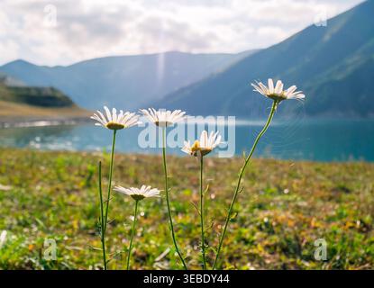 White daisies flourish on a green Kazenoy-Am hillside, overlooking a sparkling lake and majestic blue mountains under a bright sky Stock Photo
