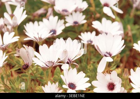 White African daisies in bloom with purple centers. Soft vintage lighting creates a serene floral background Stock Photo