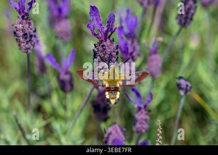 Broad-bordered Bee Hawk-moth feeding in a wild meadow of French Lavender near the Obidos Lagoon, Portugal Stock Photo