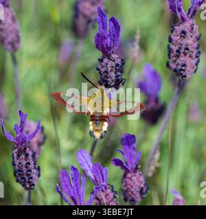 Broad-bordered Bee Hawk-moth feeding in a wild meadow of French Lavender near the Obidos Lagoon, Portugal Stock Photo