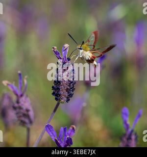 Broad-bordered Bee Hawk-moth feeding in a wild meadow of French Lavender near the Obidos Lagoon, Portugal Stock Photo