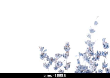 Small dried lavender branches at the bottom on a white background with copy space Stock Photo