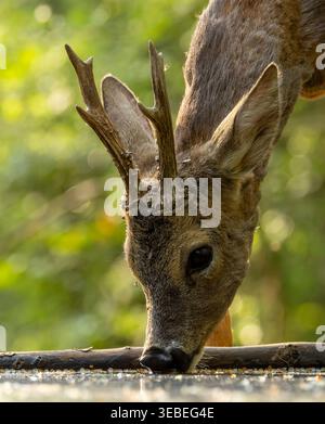 Male Roe Deer (Capreolus capreolus) at water hole in forest in Hungary. Stock Photo