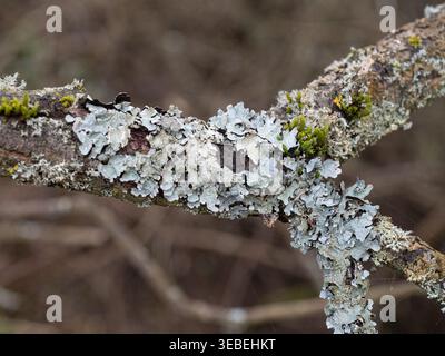 Hypotrachyna lichen growing on the branches of goat willow Stock Photo