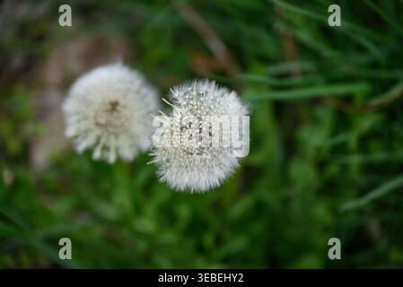 Details of white dandelion seeds. Seeds of Taraxacum officinalis ready to fly. Stock Photo