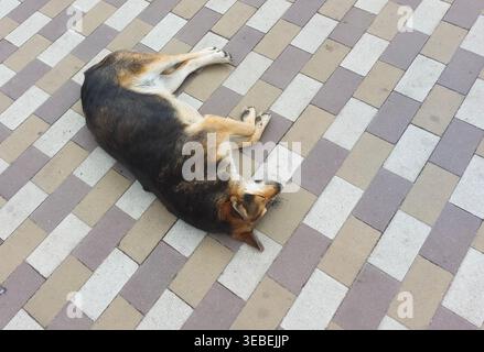 Dog lying on its back on pavement, enjoying rest. Its belly-up pose shows full relaxation. dog is on its back, paws raised to sky, resting on the tile Stock Photo