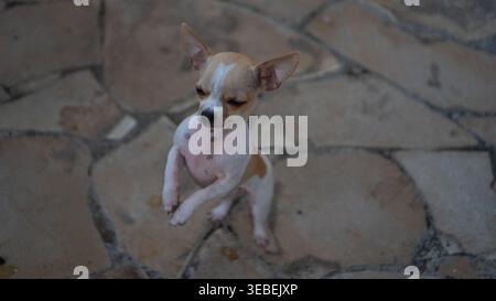 Adorable small Chihuahua dog begging pose with big ears and soft light Stock Photo