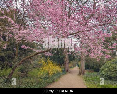 Cherry blossoms in the Minden Botanical Garden in Germany Stock Photo