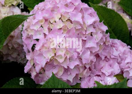 Pink and Blue Mophead Hydrangea macrophylla Endless Summer in flower. Close up Stock Photo