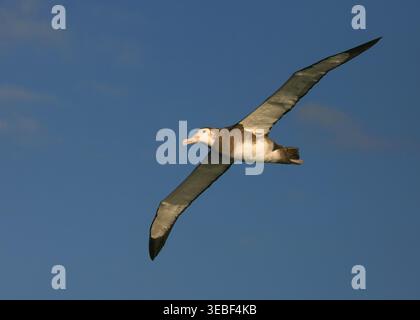 Immature Critically Endangered Tristan Albatross Diomedea dabbenena) at sea off Gough, Tristan da Cunha island group, in the southern Atlantic Ocean. Stock Photo