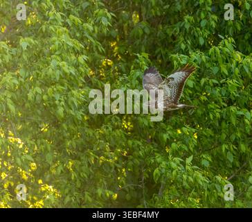 Common Buzzard (Buteo buteo) flying in front of forest edge in the early morning. Stock Photo