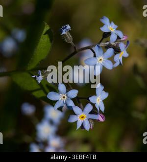 Forget Me Nots Stock Photo