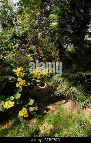 Lush green garden path with vibrant yellow flowers and palm trees Stock Photo