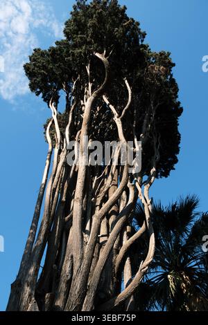 Twisted cypress tree trunks reach towards a clear blue sky with wispy clouds Stock Photo