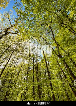 Low angle view looking up to the tops of trees and the sky in a forest. No people. Stock Photo
