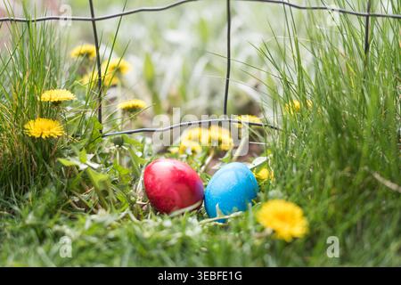 A bright red and blue Easter eggs placed in fresh green grass, surrounded by blooming yellow dandelions and a rustic wire fence in the background. The Stock Photo