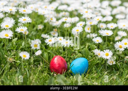 Two colorful Easter eggs in red and blue placed among blooming white daisies in a fresh green meadow. The image captures a peaceful springtime atmosph Stock Photo