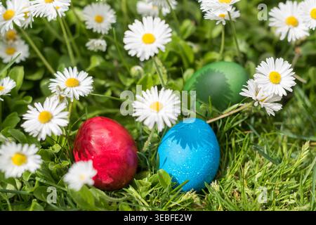 Three colorful Easter eggs in red, blue and green placed among blooming daisies in a sunny spring meadow. Natural sunlight creates soft shadows from t Stock Photo