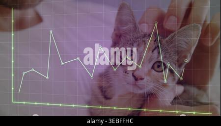 Petting male hands cradling tabby kitten at home, showing translucent green line graph overlay Stock Photo