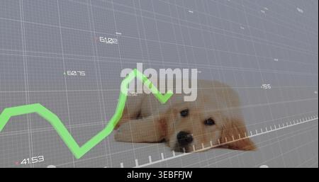 Lying golden retriever puppy resting head on surface in wireframe grid, with green line chart Stock Photo