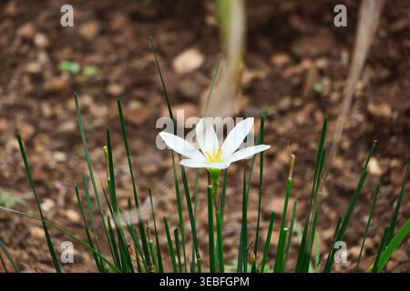 Single White Flower with Green Grass Blades. Close-up of a small white flower standing tall amidst thin green grass blades. Stock Photo