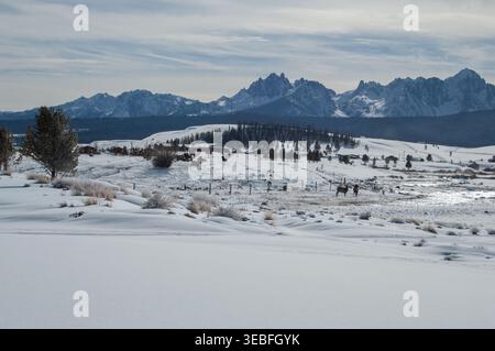 Snow blankets wide open field with scattered trees. Distant mountains rise under cloudy sky. Few deer stand still, silhouetted against the white. Thin Stock Photo