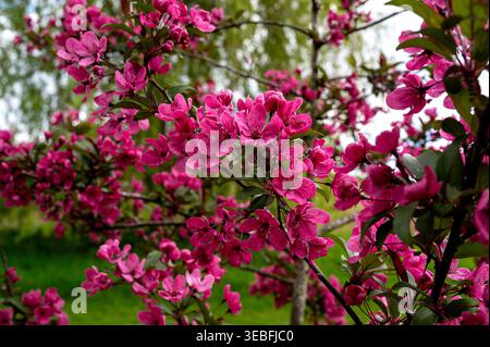 Crab Apple Prairifire, Rosaceae. Pink blossom in spring time. Stock Photo