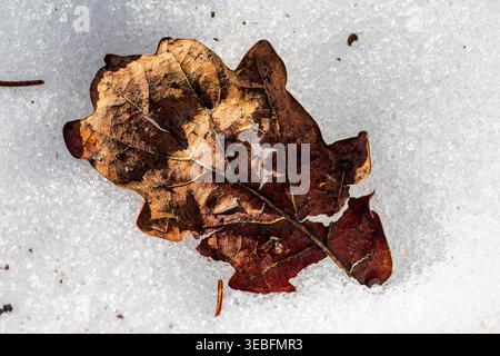 Close-up of a rustic autumn leaf resting on a bed of melting granular snow. Intricate textures, vibrant brown hues, symbolizing spring's arrival and n Stock Photo