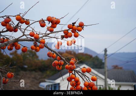 Ripe orange persimmons hanging on leafless branches in late autumn, traditional rural village landscape with mountain background Stock Photo