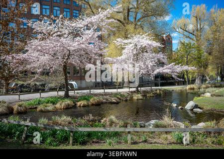 Cherry trees blooming in city park Str?mparken during spring in Norrk?ping. Norrk?ping is a historic industrial town in Sweden Stock Photo