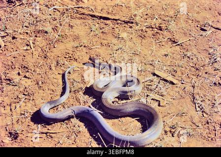 Roti, Indonesia. Timor water python (Liasis mackloti), also known as ...