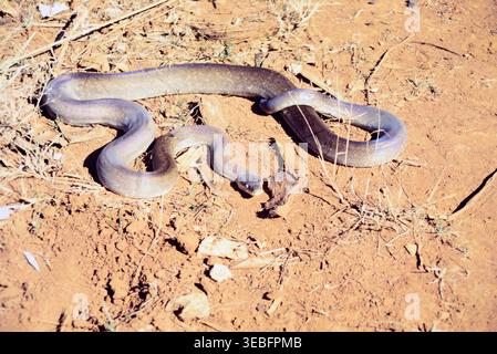 Roti, Indonesia. Timor water python (Liasis mackloti), also known as ...