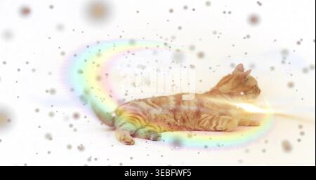 Lying orange tabby cat stretching on plain white studio backdrop, showing pastel swirl and sparkles Stock Photo