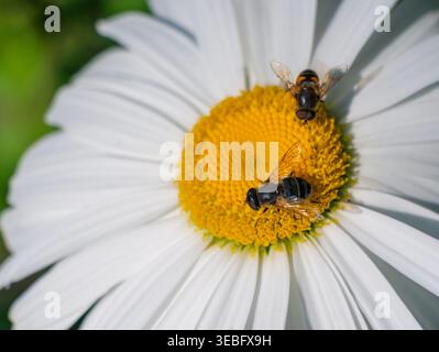 Two hoverflies resting on a bright white daisy flower with a vibrant yellow center in a sunny garden Stock Photo