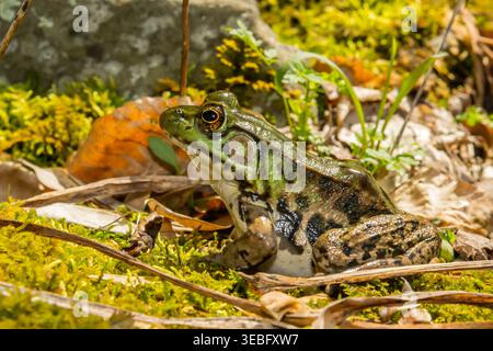 Northern Green Frog - Lithobates clamitans Stock Photo