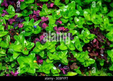 Background with bright, saturated green leaves, abstract background Stock Photo