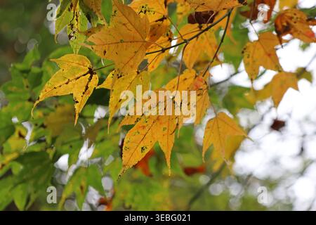 Yellow maple leaves against the blur green maple leaves as background at Dujiangyan Panda Valley, Sichuan Province of China Stock Photo