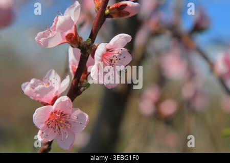 Pink petals and flowers on the peach tree in my garden. Stock Photo
