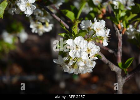 Close-up of delicate white apple blossoms with green leaves on a tree branch bathed in natural sunlight in an outdoor garden, highlighting the beauty Stock Photo